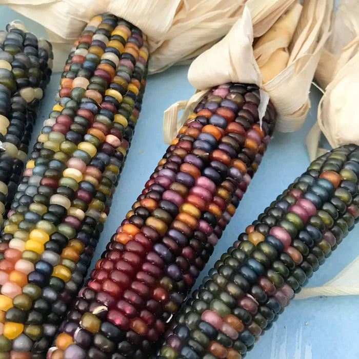 Glass Gem Corn | Hudson Valley Seed Co