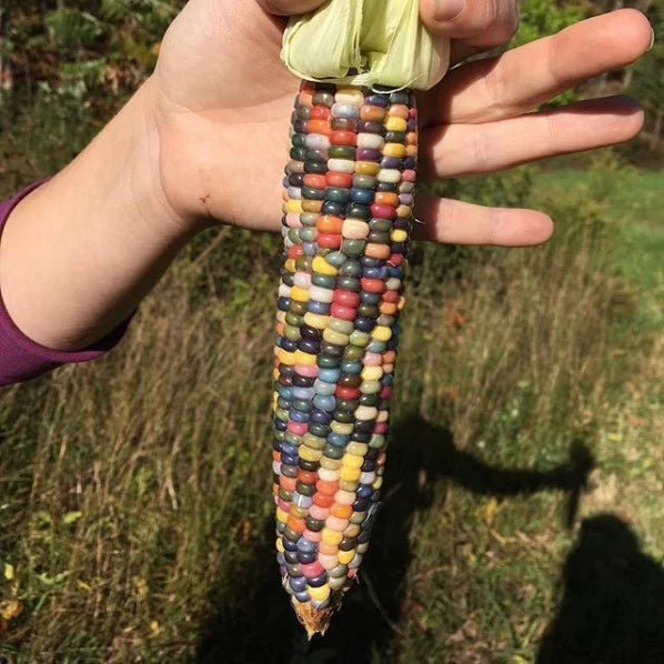 Glass Gem Corn | Hudson Valley Seed Co