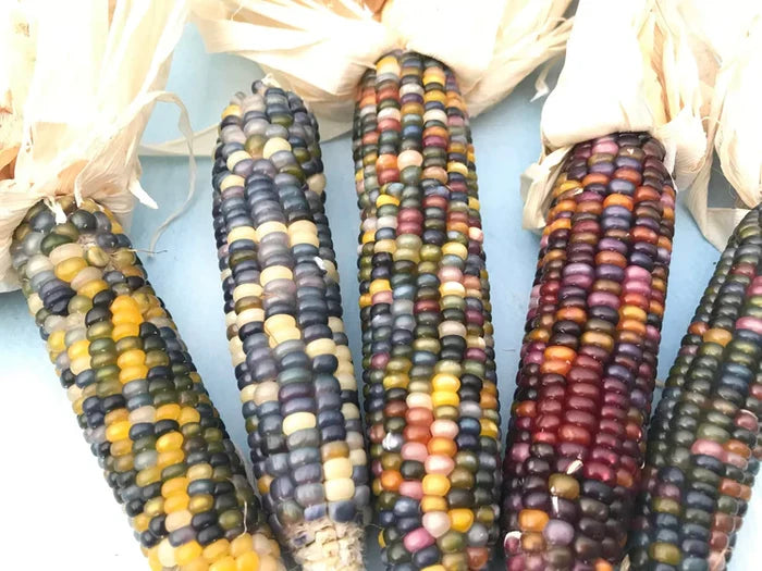 Glass Gem Corn | Hudson Valley Seed Co
