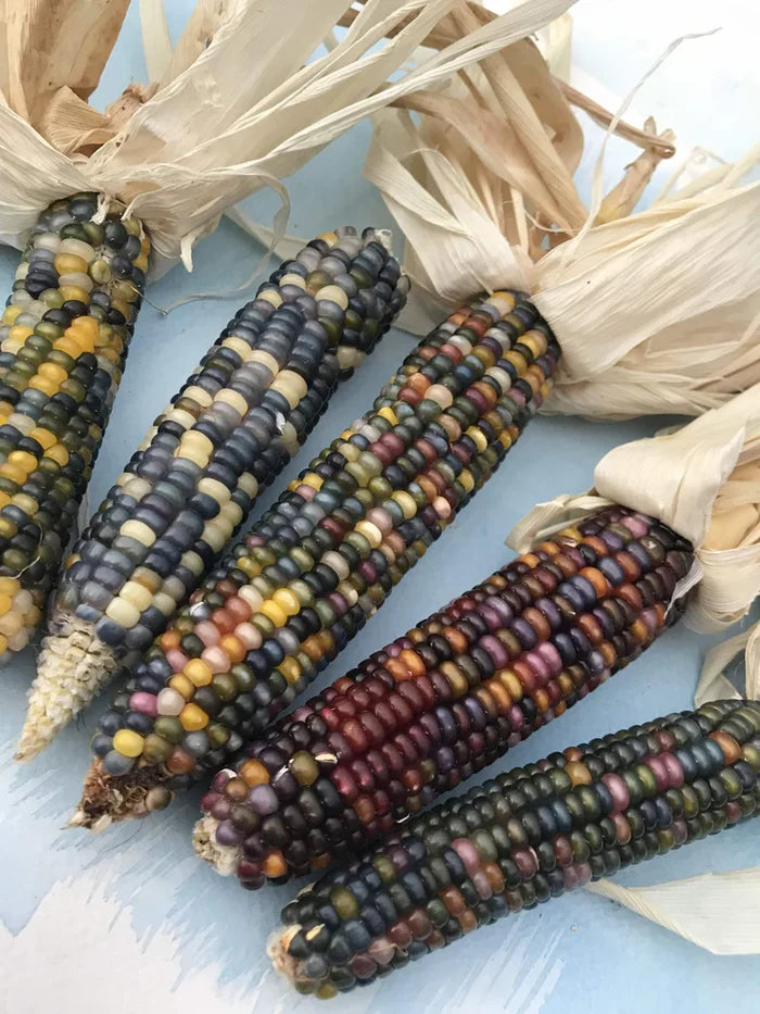 Glass Gem Corn | Hudson Valley Seed Co