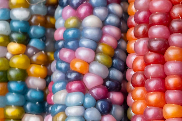 Glass Gem Corn