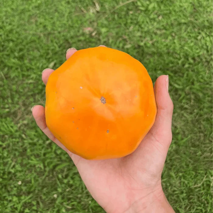 Goldie Tomato | Hudson Valley Seed Co