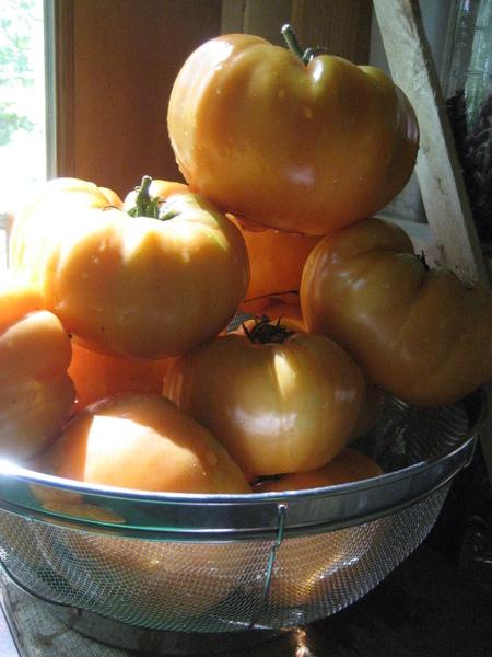 Goldie Tomato | Hudson Valley Seed Co