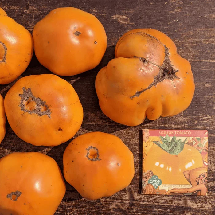 Goldie Tomato | Hudson Valley Seed Co