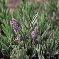 Herb English Lavender|Seed Savers
