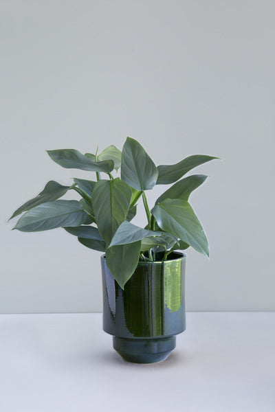 14cm / Emerald Green