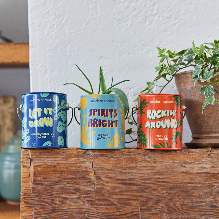 Holiday Grow Kits | Modern Sprout