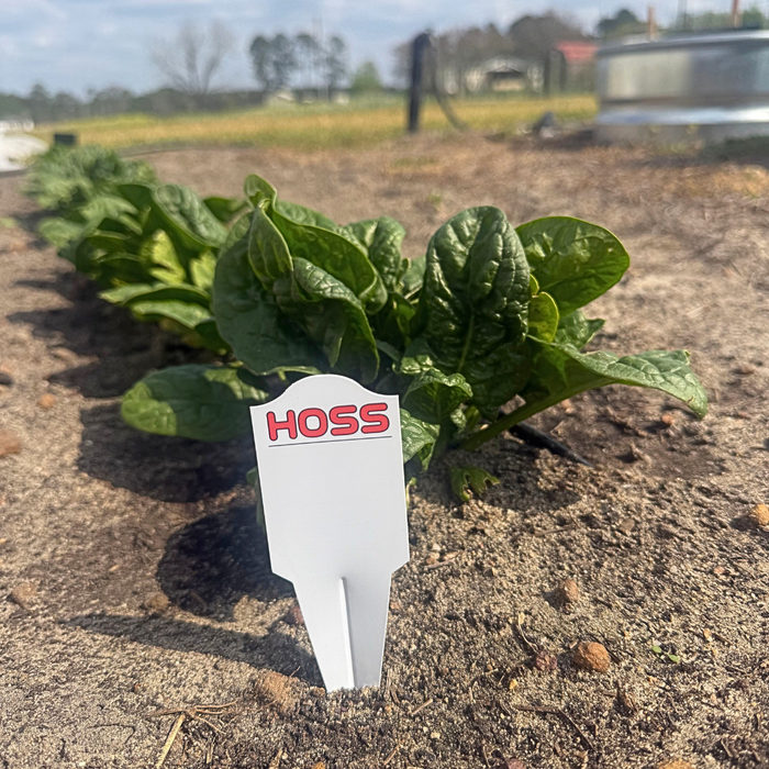 Spinach plants with a 'HOSS' tag in a field