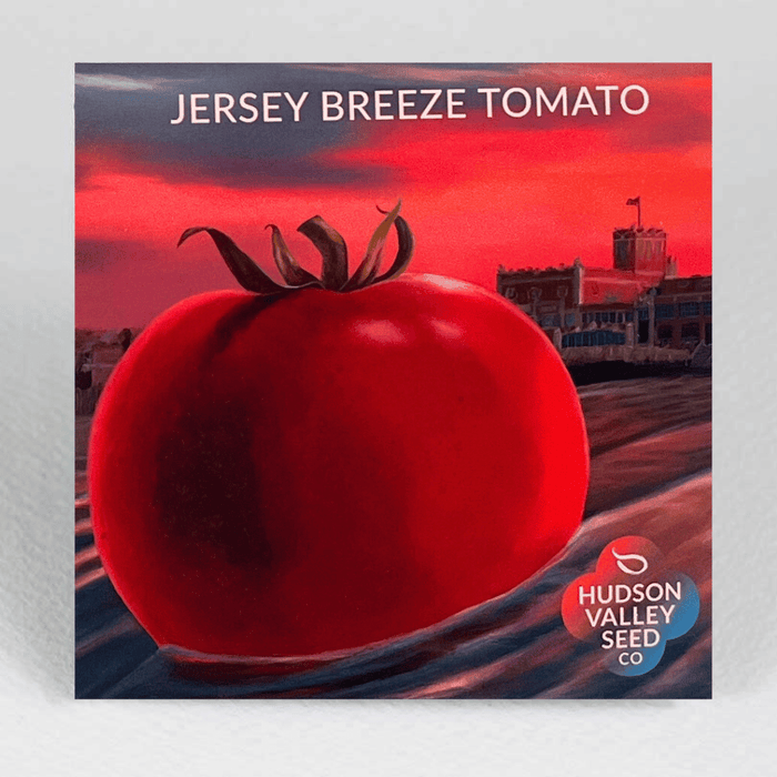 Jersey Breeze Tomato | Hudson Valley Seed Co