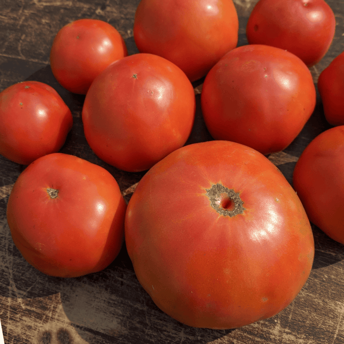 Jersey Breeze Tomato | Hudson Valley Seed Co