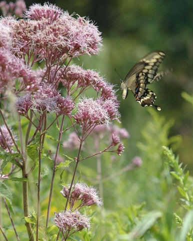 Joe Pye Weed | Prairie Moon Nursery