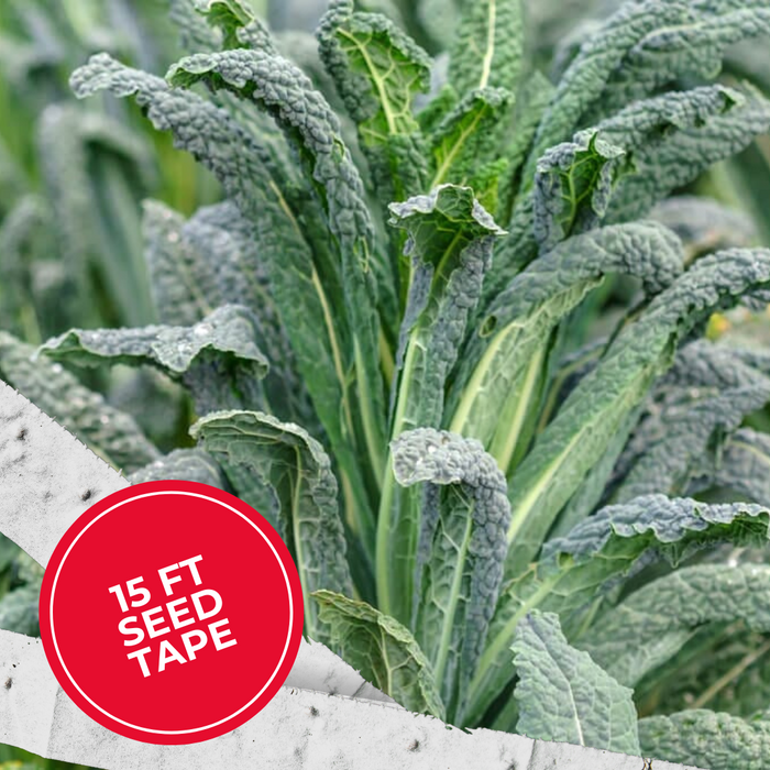 A close-up of Lacinato kale plants growing in a garden bed, with a red circular badge in the lower left that reads “15 FT SEED TAPE.”.
