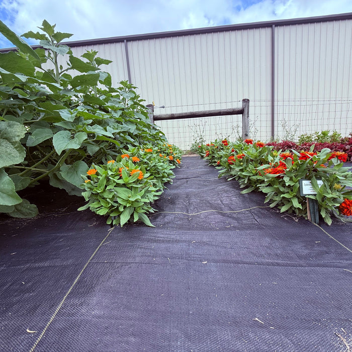 Garden pathway lined with green plants and colorful flowers in a greenhouse setting.