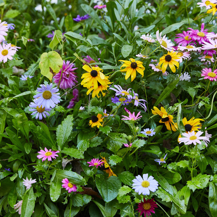 Vibrant garden filled with colorful flowers, including daisies and black-eyed Susans, surrounded by lush green foliage.