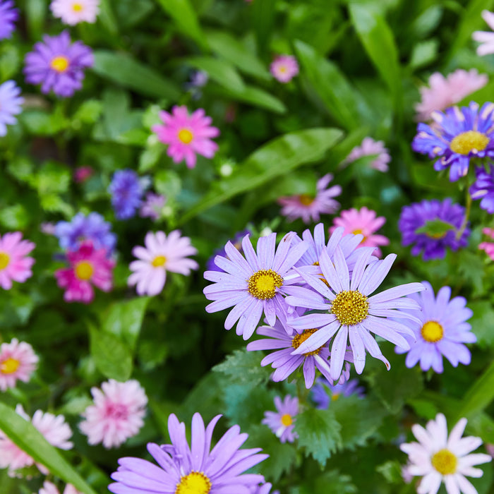 Colorful flowers in shades of purple, pink, and blue create a vibrant garden scene, showcasing nature's beauty.