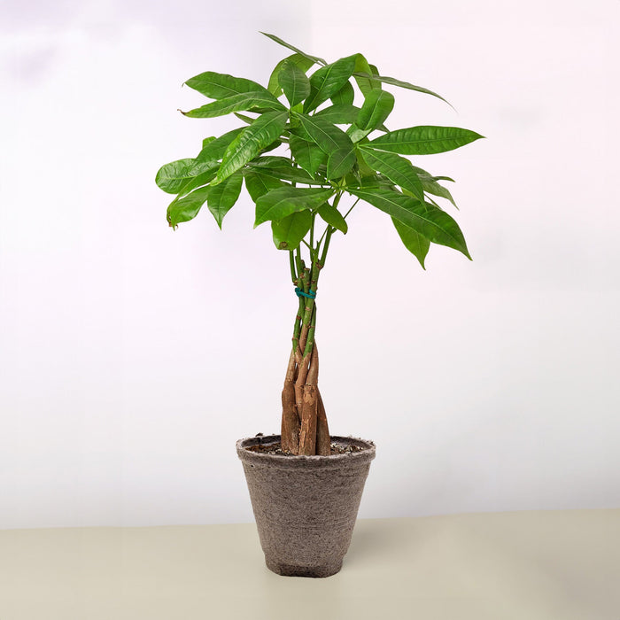 4" Pot / Cow Pot