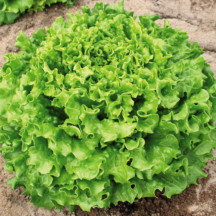 Close-up of a head of green muir lettuce on a wooden surface