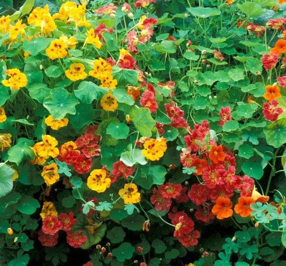 Masturtium Jewel Mix