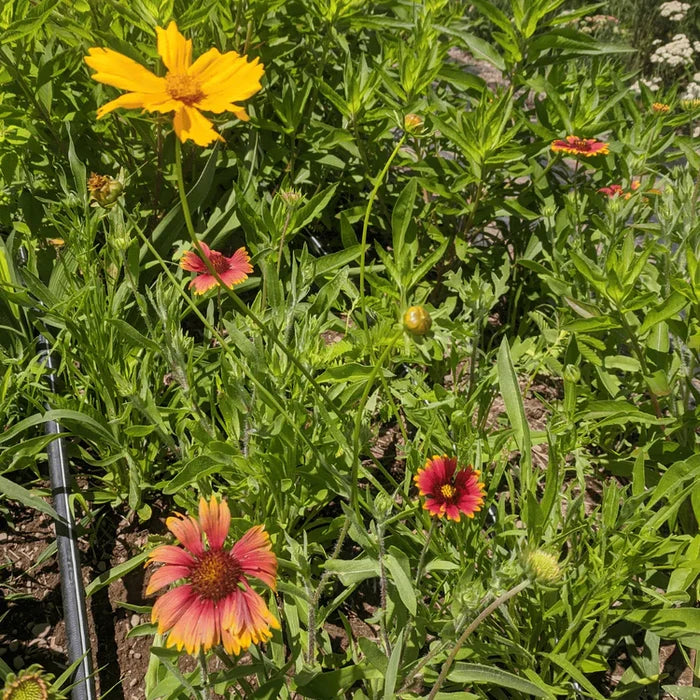 Northeast Native Wildflower Mix Seed Shaker | Hudson Valley Seed Co