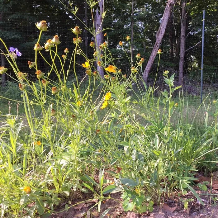Northeast Native Wildflower Mix Seed Shaker | Hudson Valley Seed Co