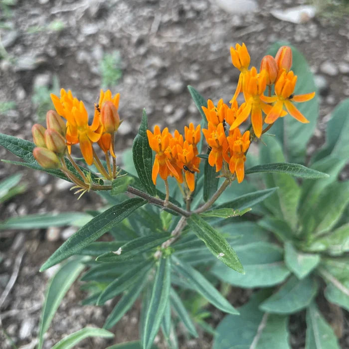 Northeast Native Wildflower Mix Seed Shaker | Hudson Valley Seed Co