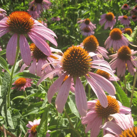 Northeast Native Wildflower Mix Seed Shaker | Hudson Valley Seed Co