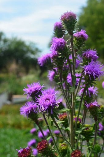 Northern Blazing Star | Prairie Moon Nursery