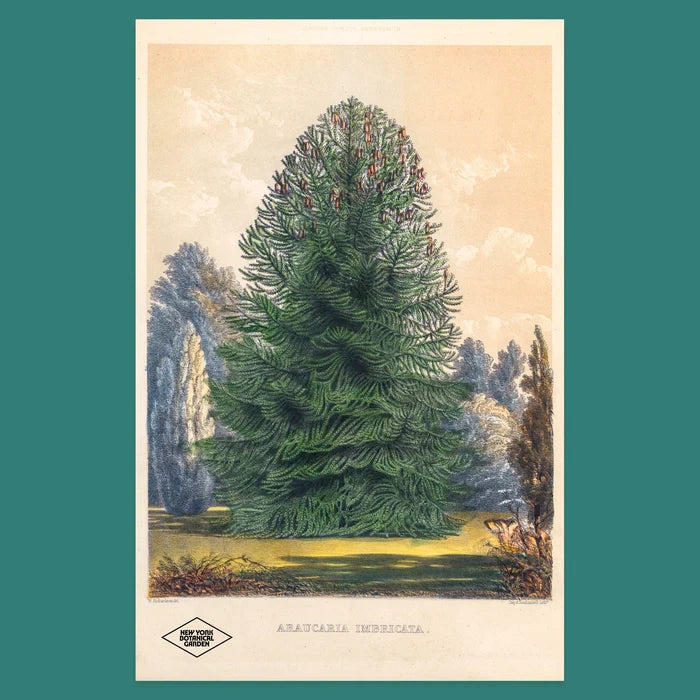 NYBG Araucaria Pine Poster