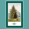 NYBG Douglas Fir Poster