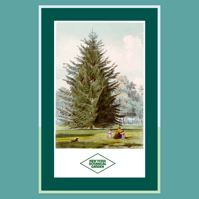 NYBG Douglas Fir Poster