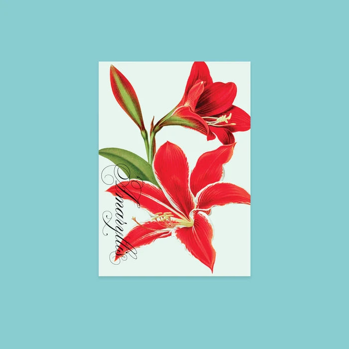 NYBG Winter Florals | Set of 10 Postcards
