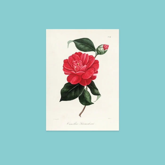 NYBG Winter Florals | Set of 10 Postcards