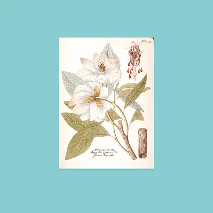 NYBG Winter Florals | Set of 10 Postcards