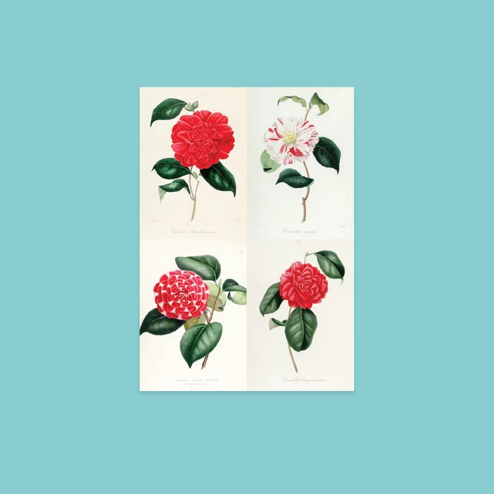 NYBG Winter Florals | Set of 10 Postcards