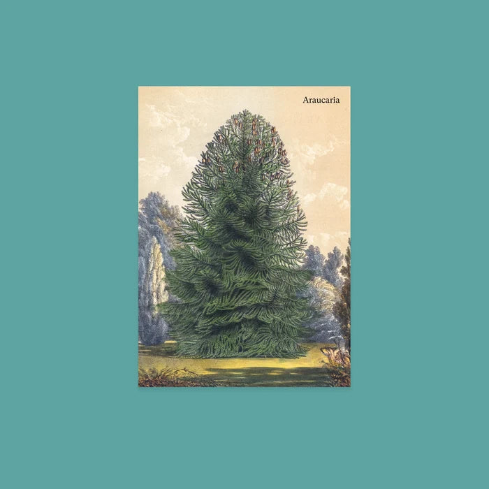 NYBG Winter Woodlands | Set of 10 Postcards