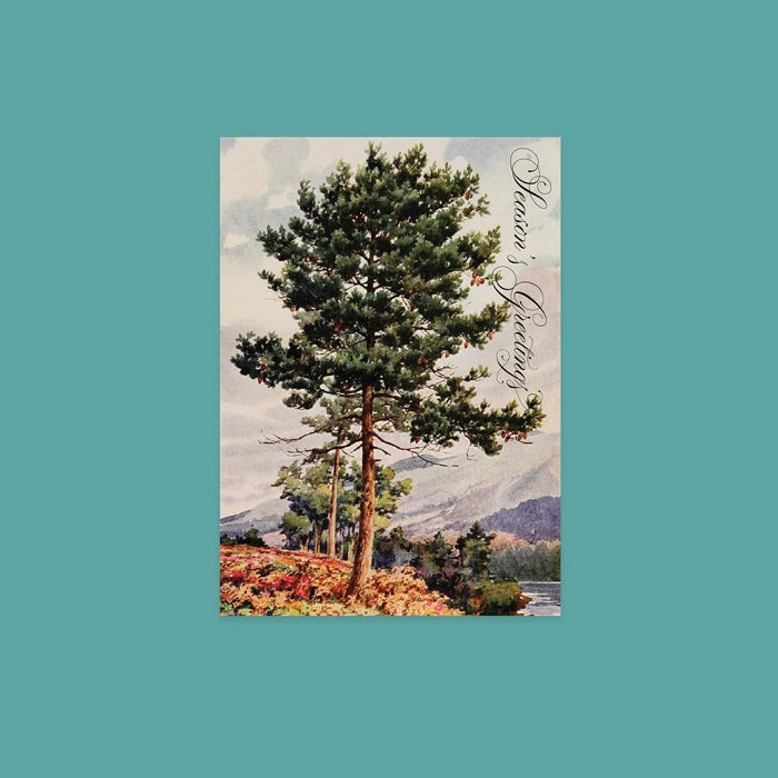 NYBG Winter Woodlands | Set of 10 Postcards