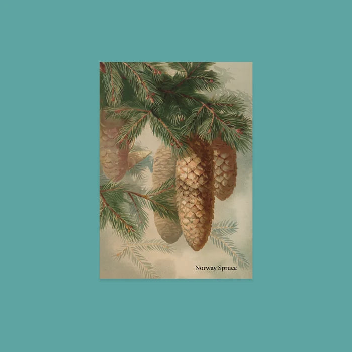 NYBG Winter Woodlands | Set of 10 Postcards