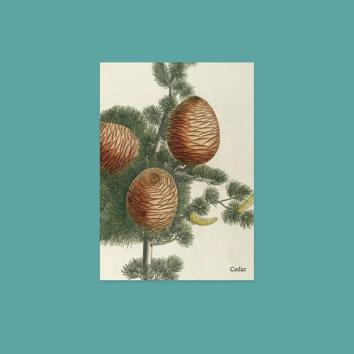 NYBG Winter Woodlands | Set of 10 Postcards