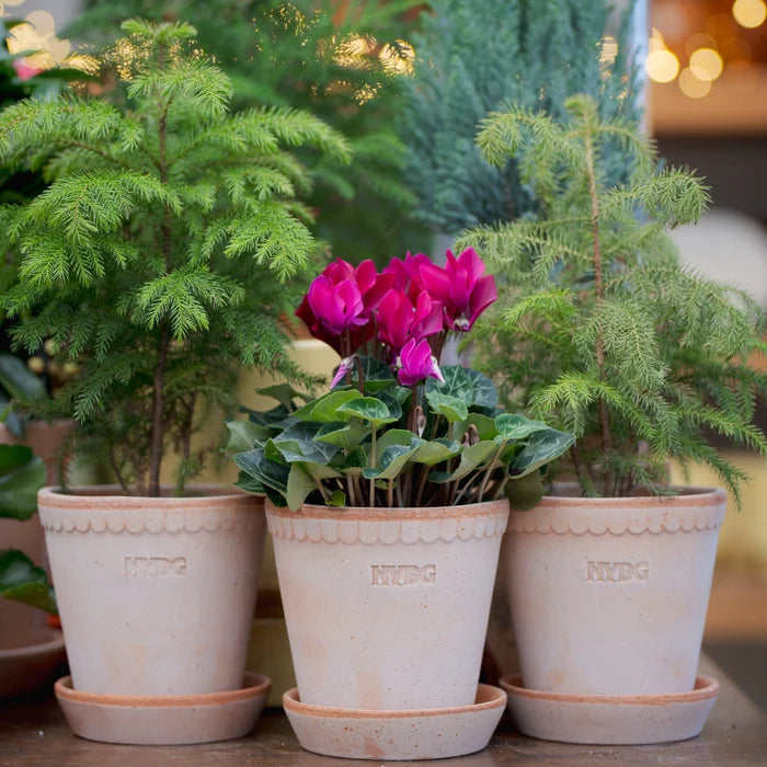 NYBG X BERGS POTTER