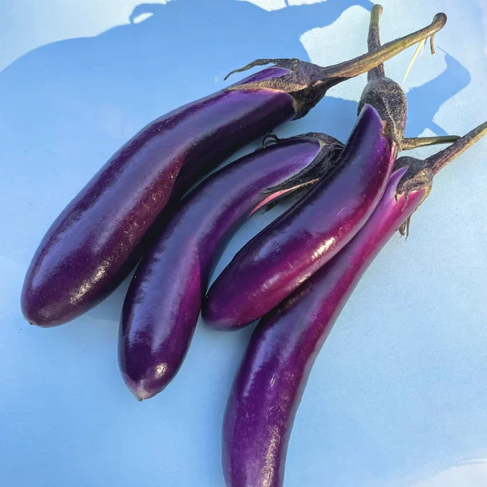 Ping Tung Eggplant | Hudson Valley Seed Co