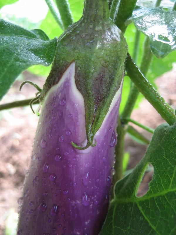 Ping Tung Eggplant | Hudson Valley Seed Co