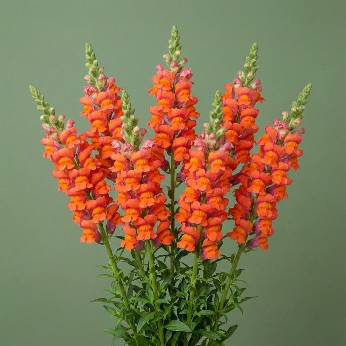 Bouquet of orange and pink snapdragon flowers against a green background