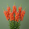 Bouquet of orange and pink snapdragon flowers against a green background