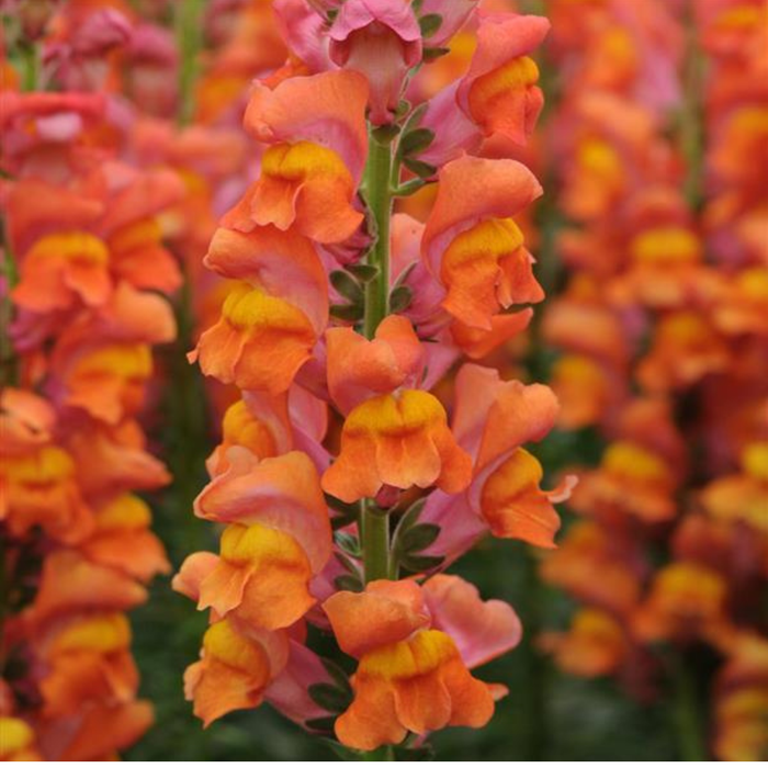 Close-up of orange and pink flowers with a blurred background