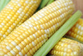 Primus Sweet Corn