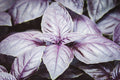 Purple Dark Opal Basil