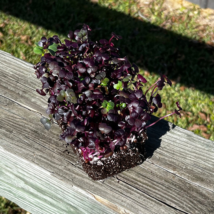 Rambo Radish Microgreens - HOSS