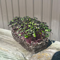 Red Acre Cabbage Microgreens - HOSS