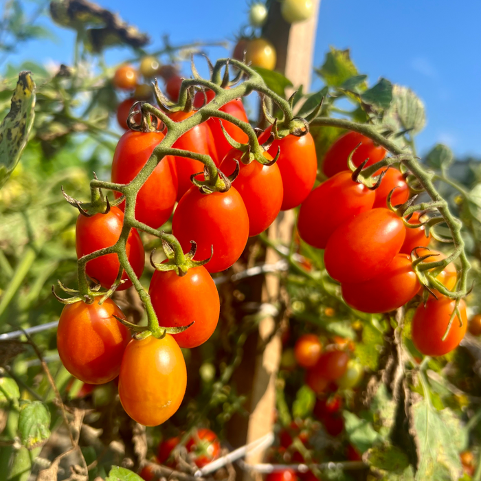 Red Coral Hybrid Cherry Tomato F1 - HOSS