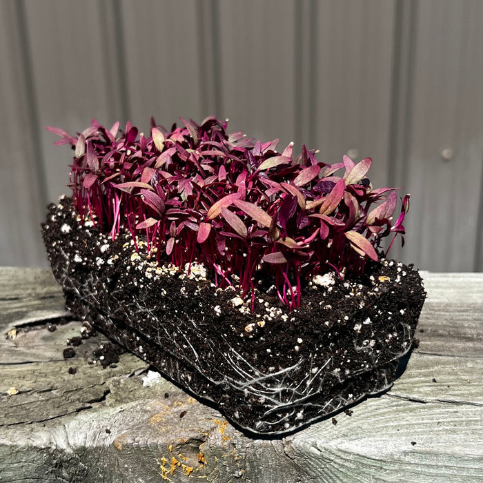 Red Garnet Amaranth Microgreens - HOSS